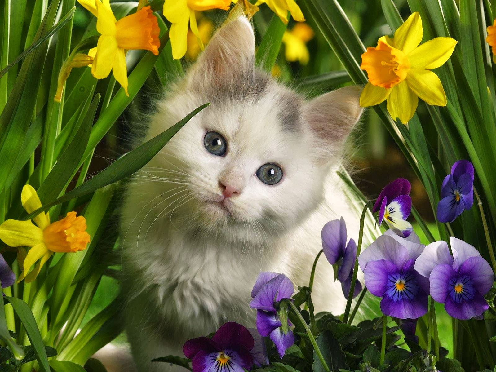 Beautiful HD Wallpaper U Cute Cats