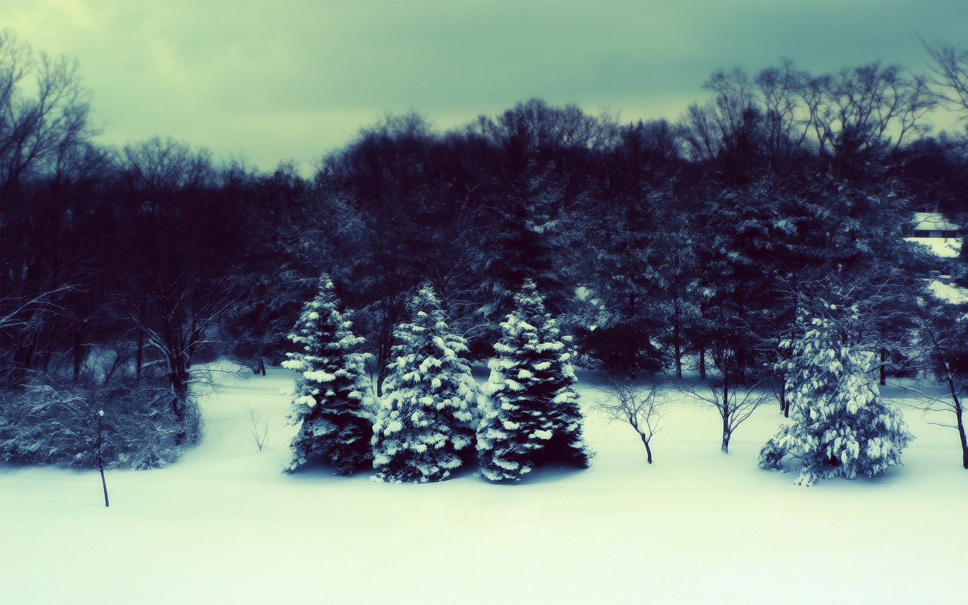 Dreary Snow Forest Desktop Wallpaper