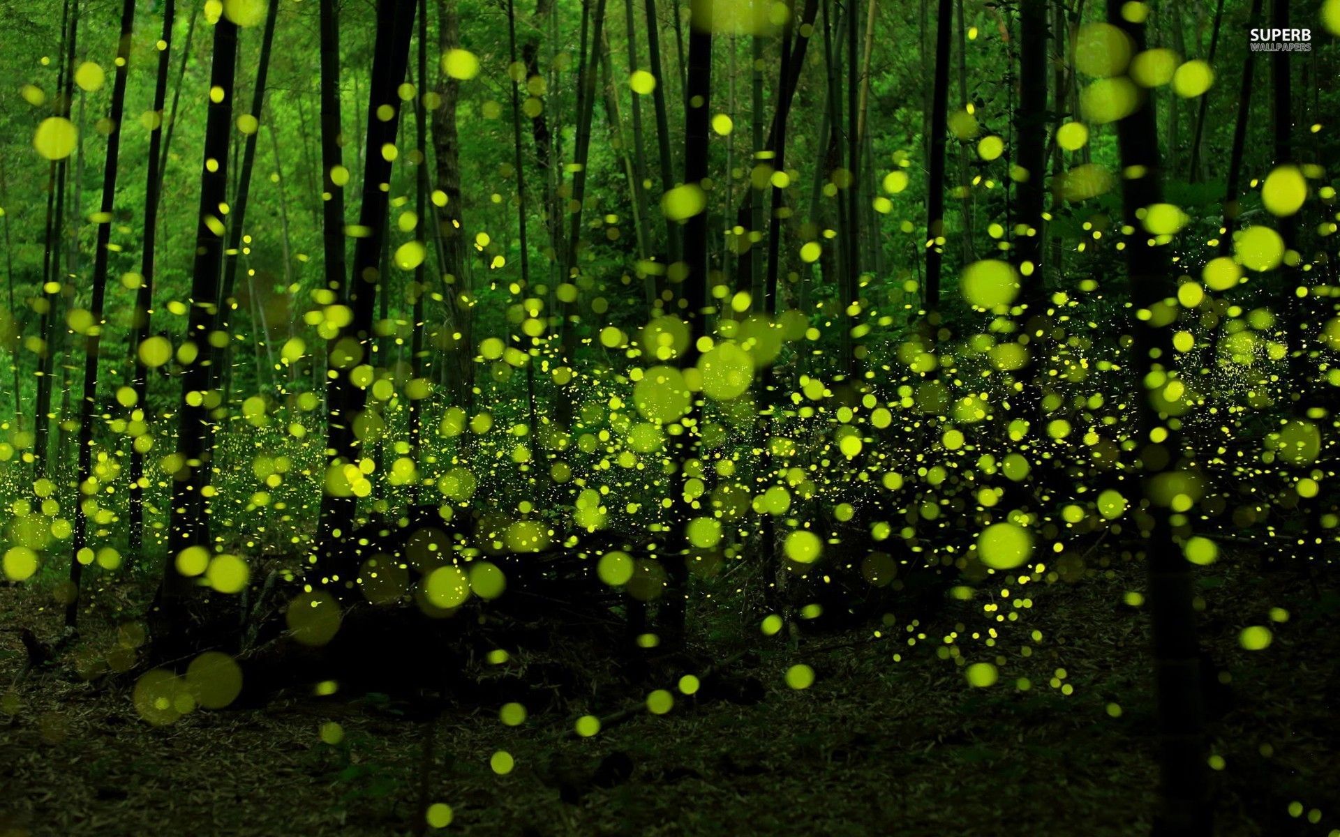 Fireflies Wallpaper Full HD Search