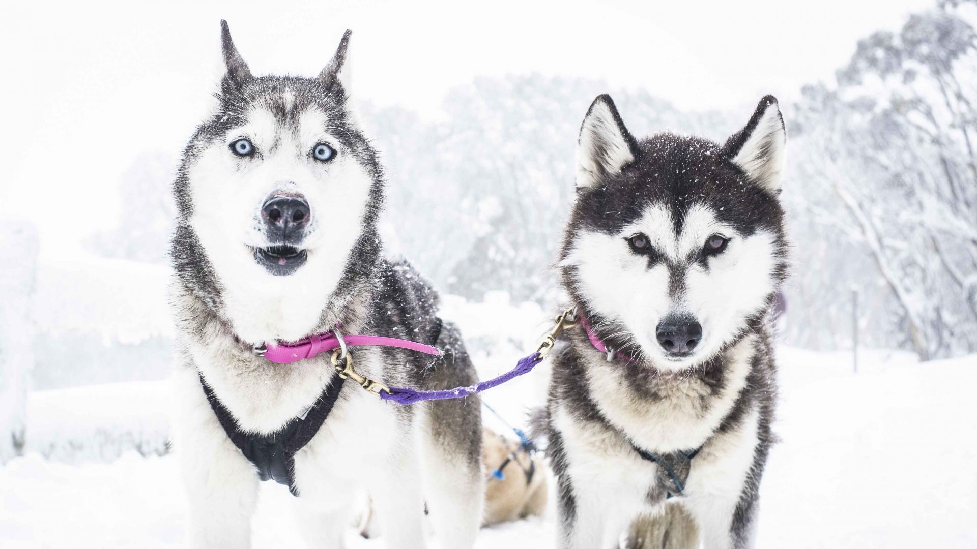 Forget The Arctic How About Husky Sledding In Australia