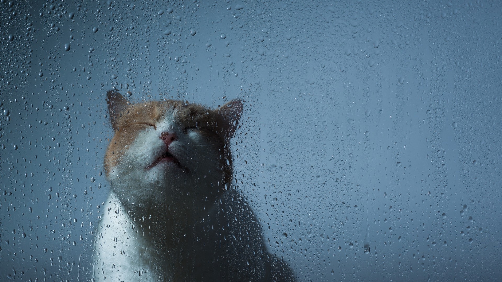 Wallpaper Cat Glass Drop Rain Water Desktop Animals