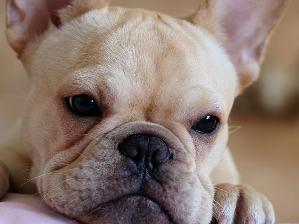 French Bulldog Puppies Wallpaper Pics Funny Animals