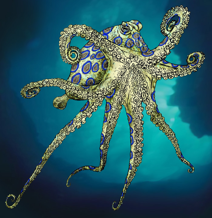 Find more Blue Ringed Octopus by stvnhthr. 