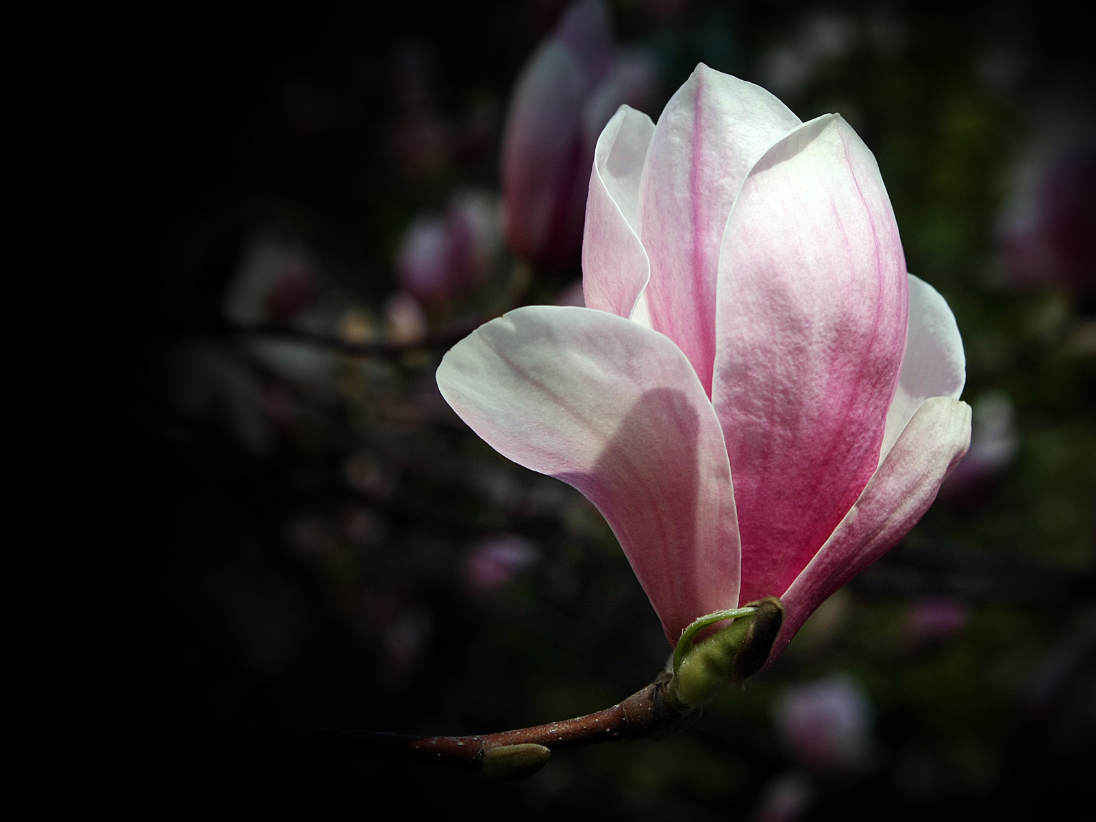 Tags Flower Flowers Green Magnolia Nature Spring Tree