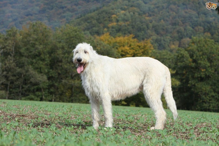 Alles Ber Irish Wolfhound Live Wallpaper F R Android Videos