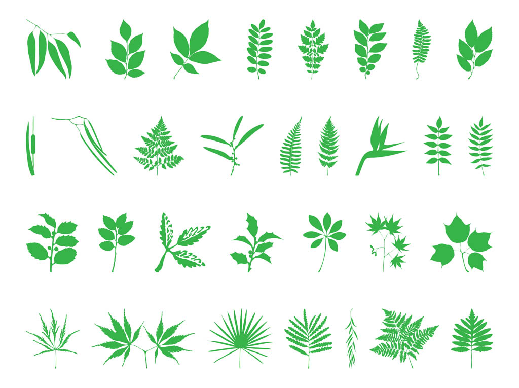 Fern Leaf Vector Clip Art Library