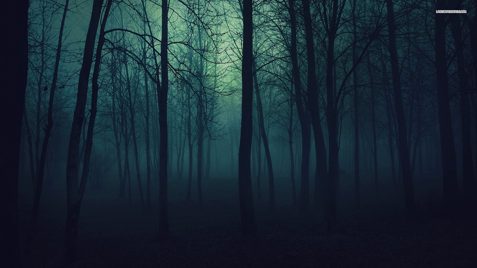 Beautiful Landscapes Image Dark Misty Forest HD Wallpaper And