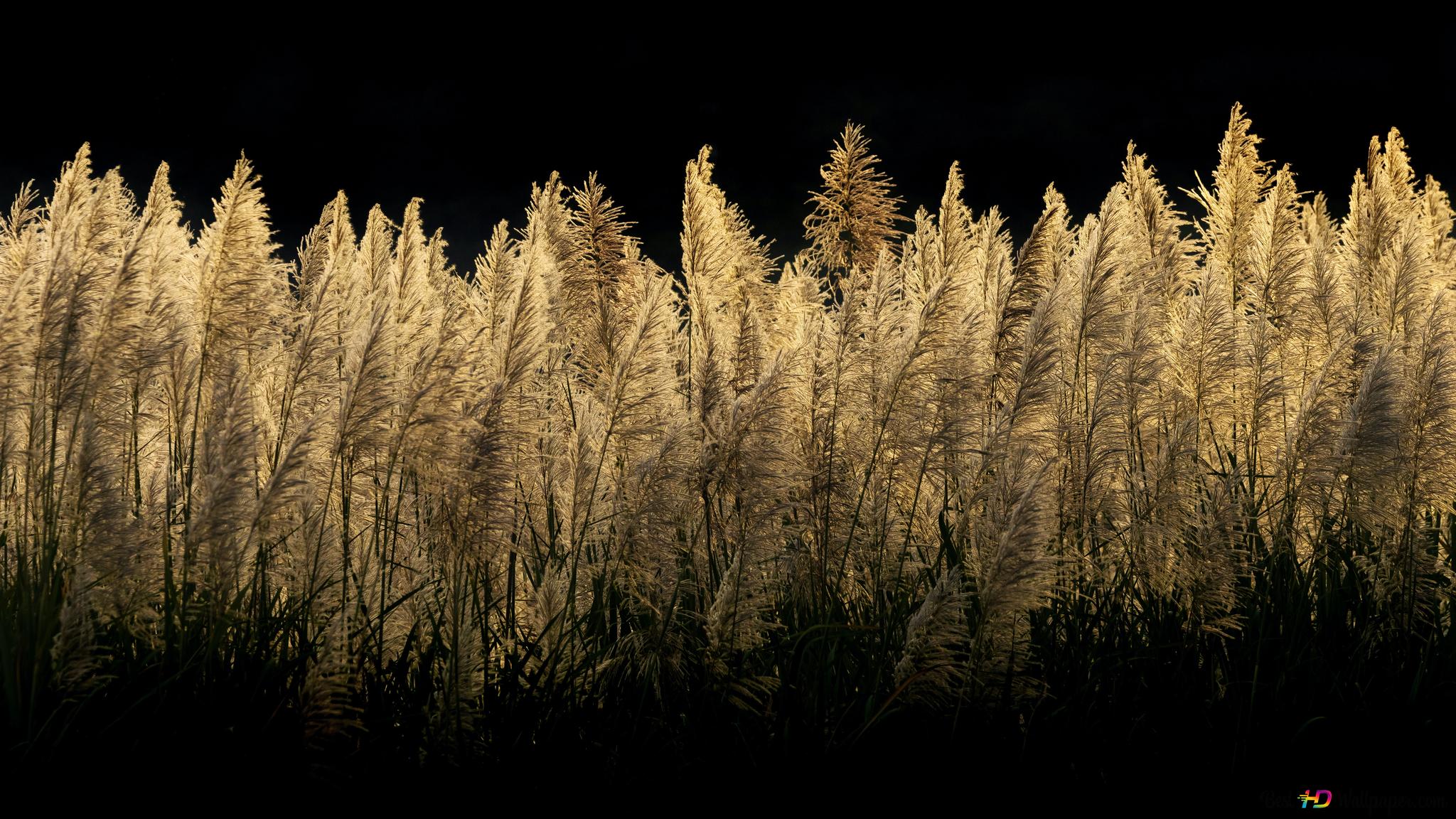 Pampas Grass 6k Wallpaper