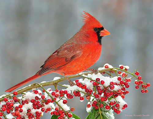 Flickr The Snow Cardinals  Northern Cardinal Bird Pool