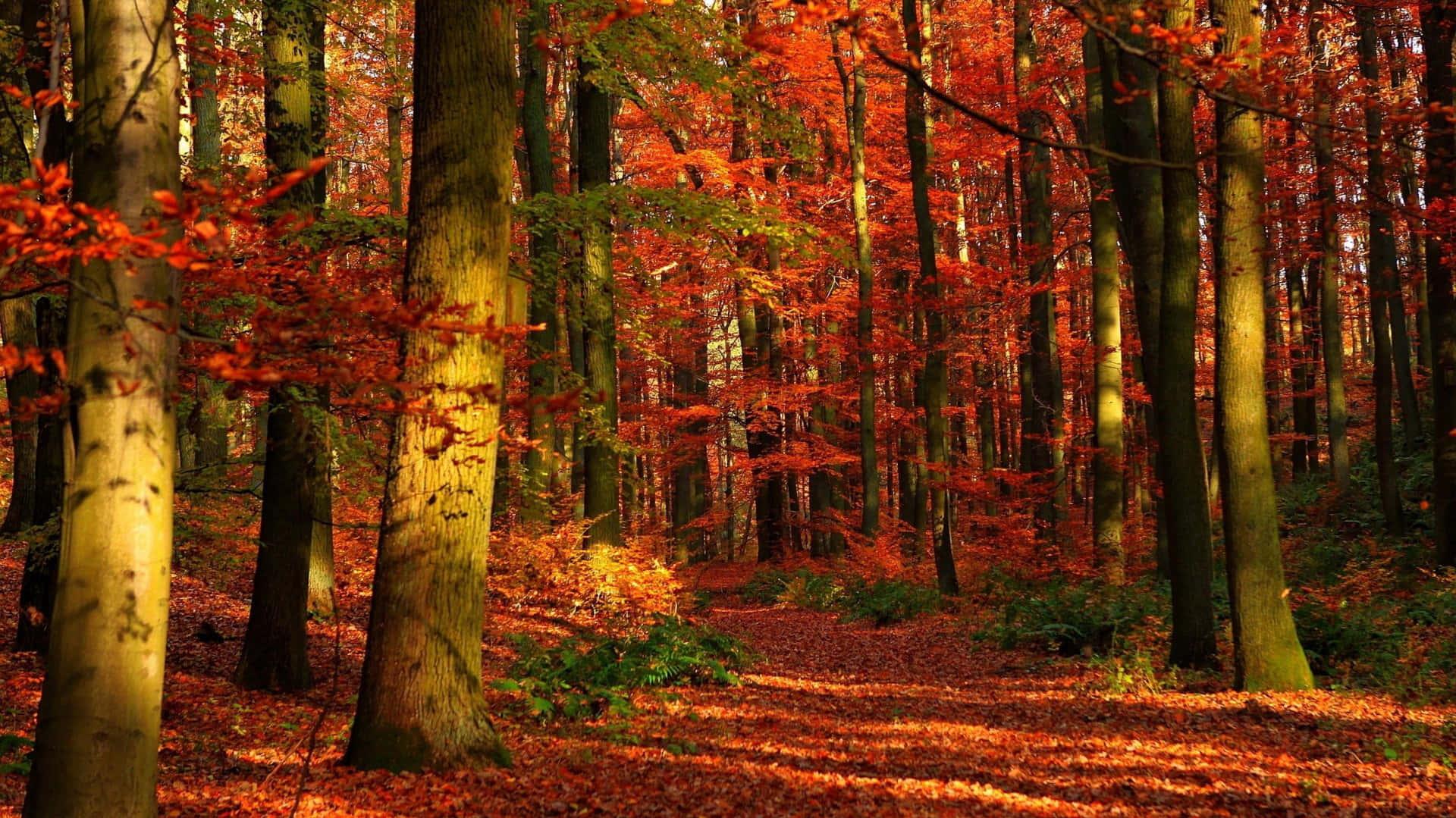 Fall Scenes Red Path Forest Wallpaper