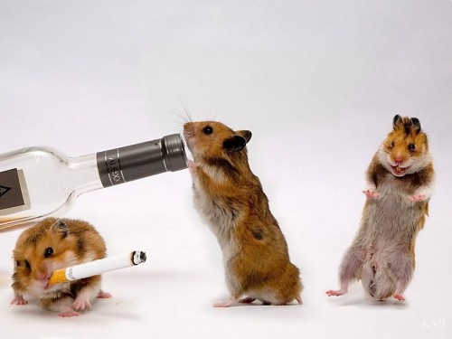 Funny Hamsters Wallpaper For Desktop Animal