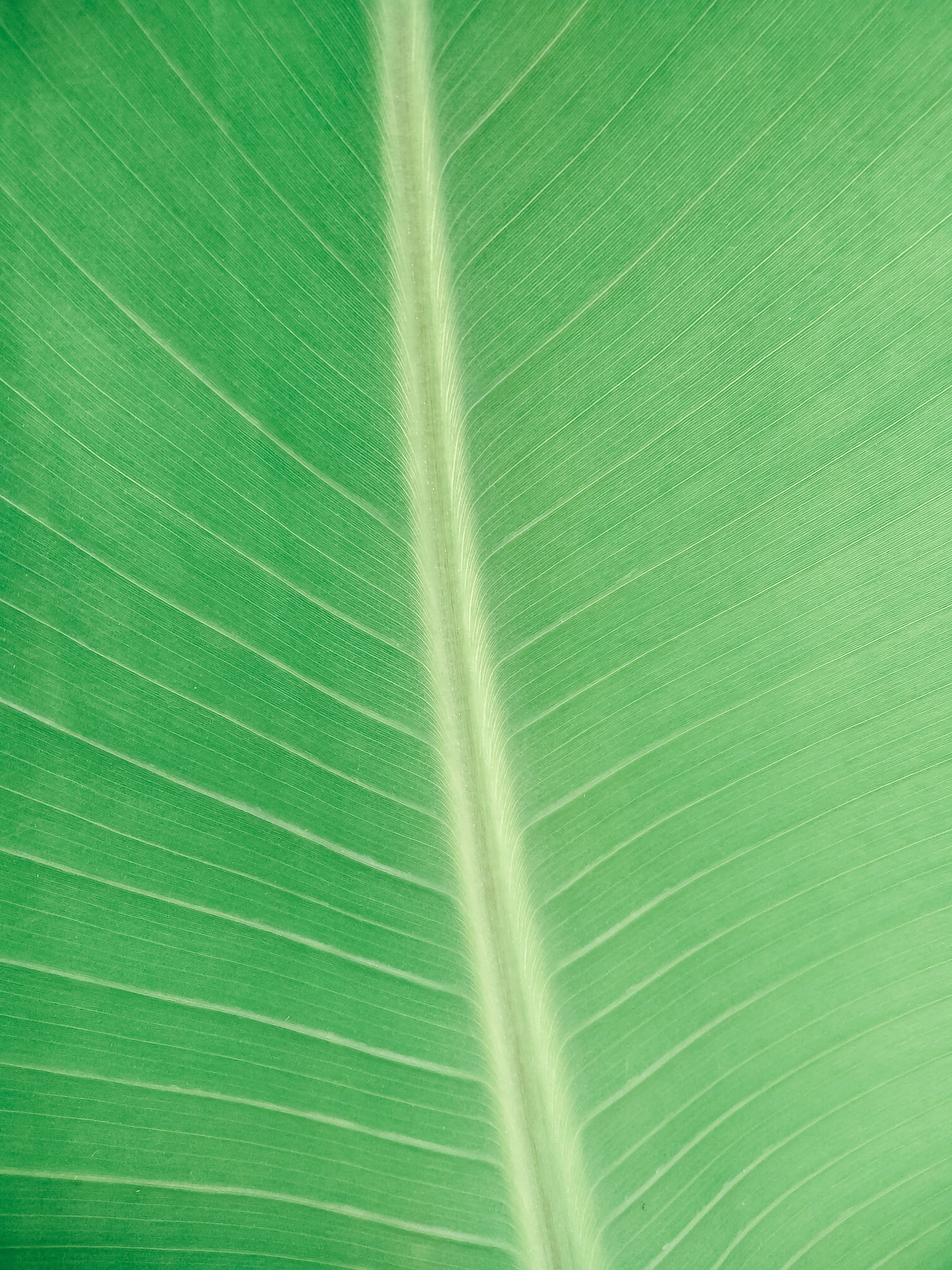 Banana Leaf Background Wallpaper