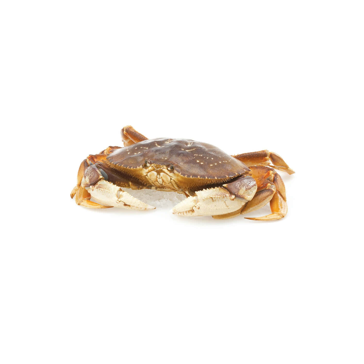 Dungeness Crab Isolatedon White Wallpaper