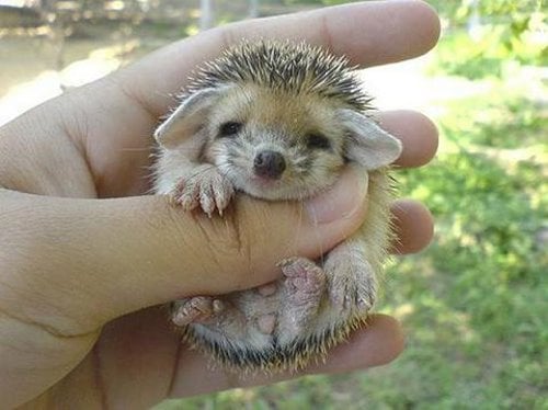  Hedgehog high resolution wallpapers free download Cute Baby Hedgehog