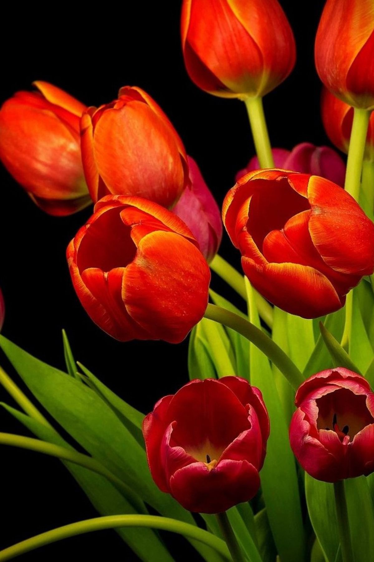 Red Tulip Flowers And Black Background HD Mobile Wallpaper