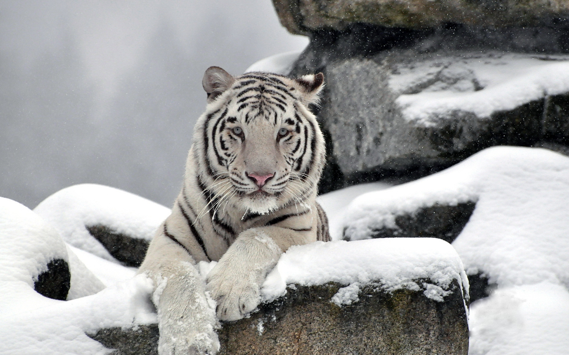 Tiger White Albino Snow Winter Wallpaper