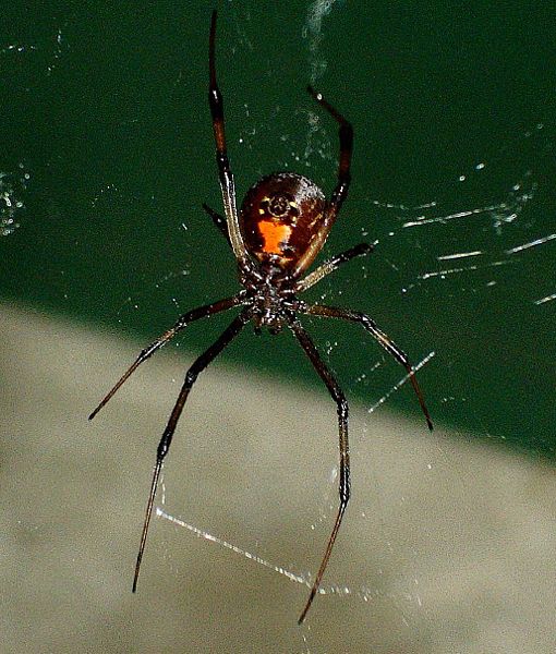 Black Widow Spider Pictures Wallpapers   Wallpaper 3 of 6 510x600