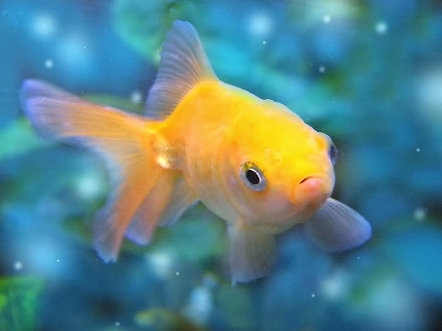 Beautiful Wallpaper For Desktop Small Fishes