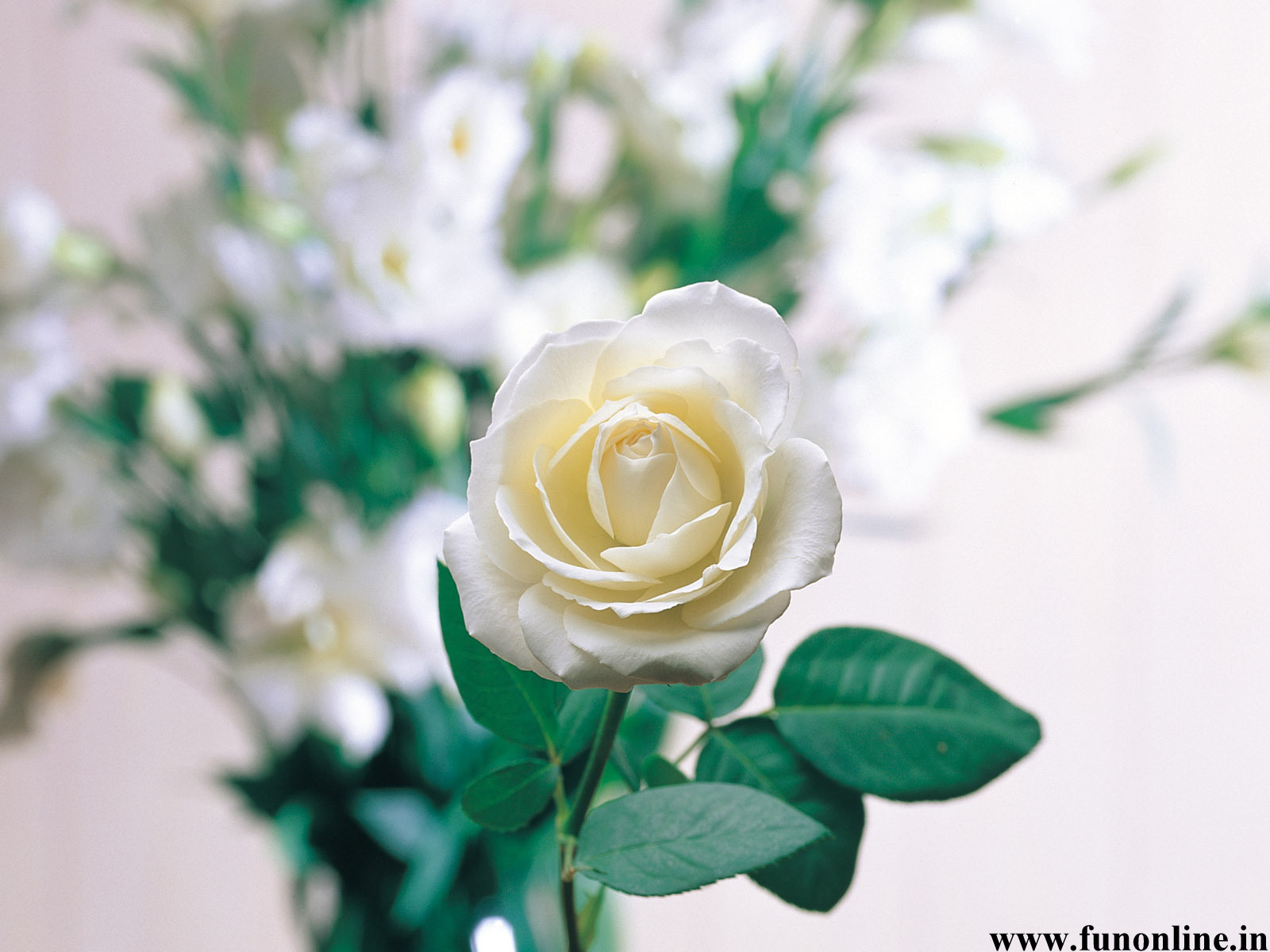 In Fun Zone Wallpaper Flower White Rose Html