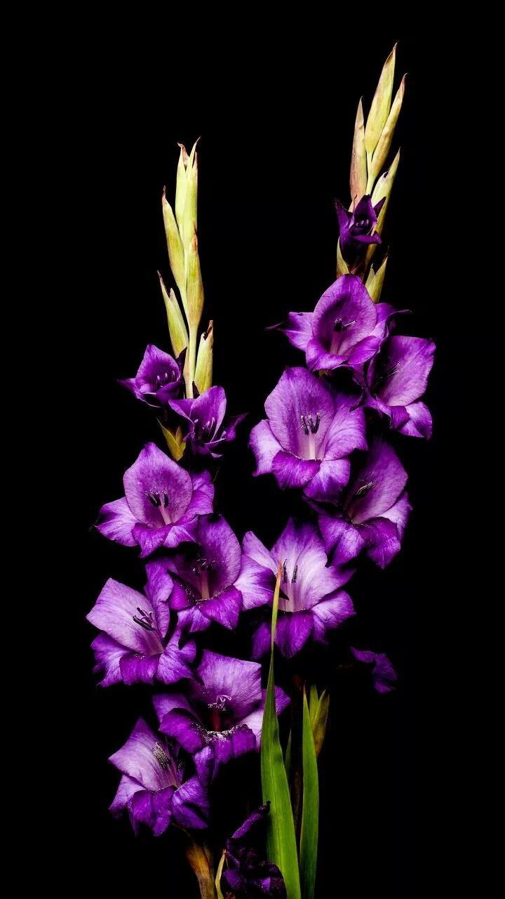 Exo L On Photography Gladiolus Flower