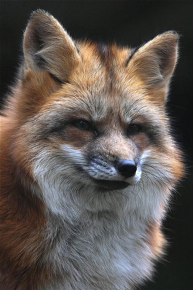 Furry Fox Animal iPhone Wallpaper S 3g