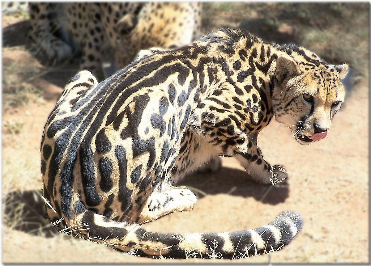 King Cheetah, side view