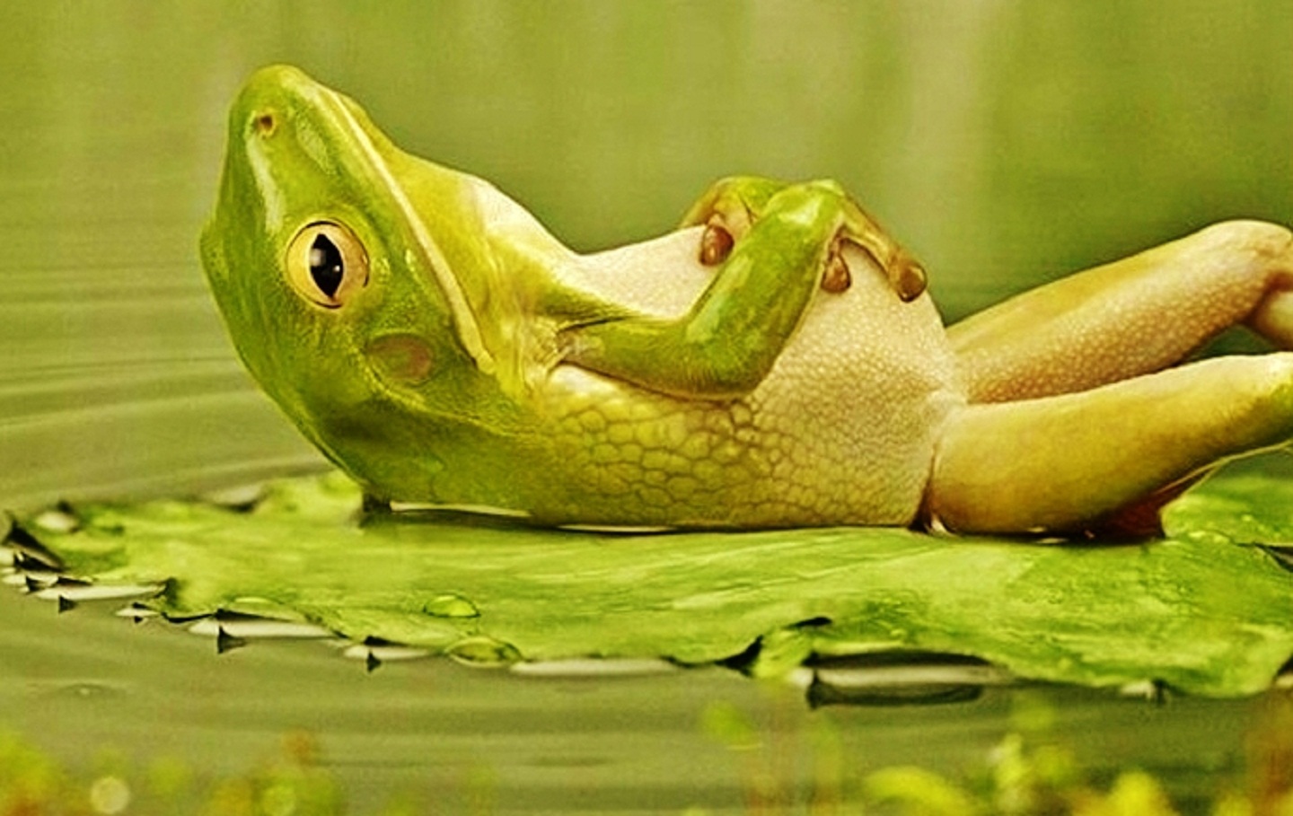 lounging frog best funny wallpapers share this funny wallpaper on 1440x909