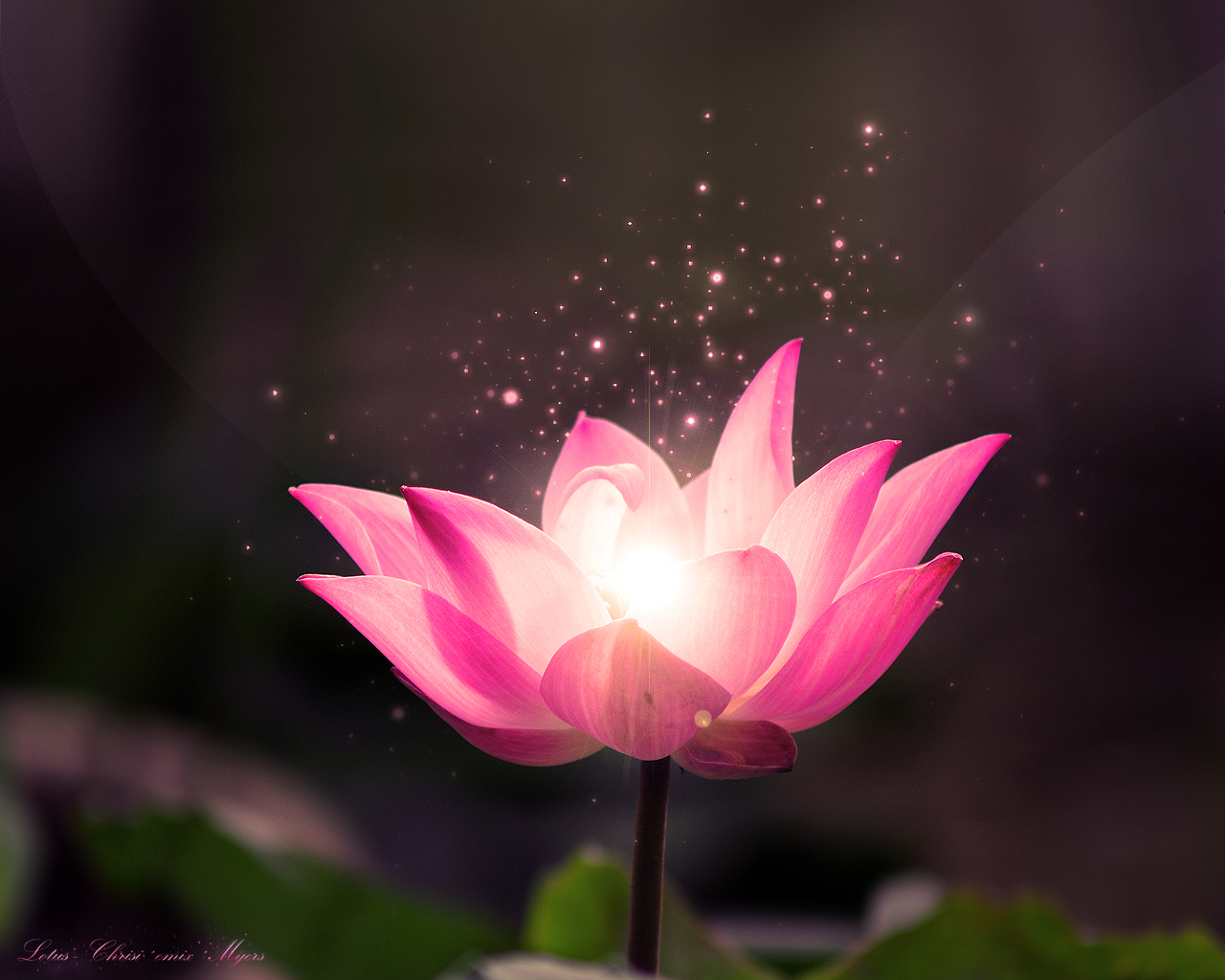 Lotus Flower Wallpaper Dream Hd