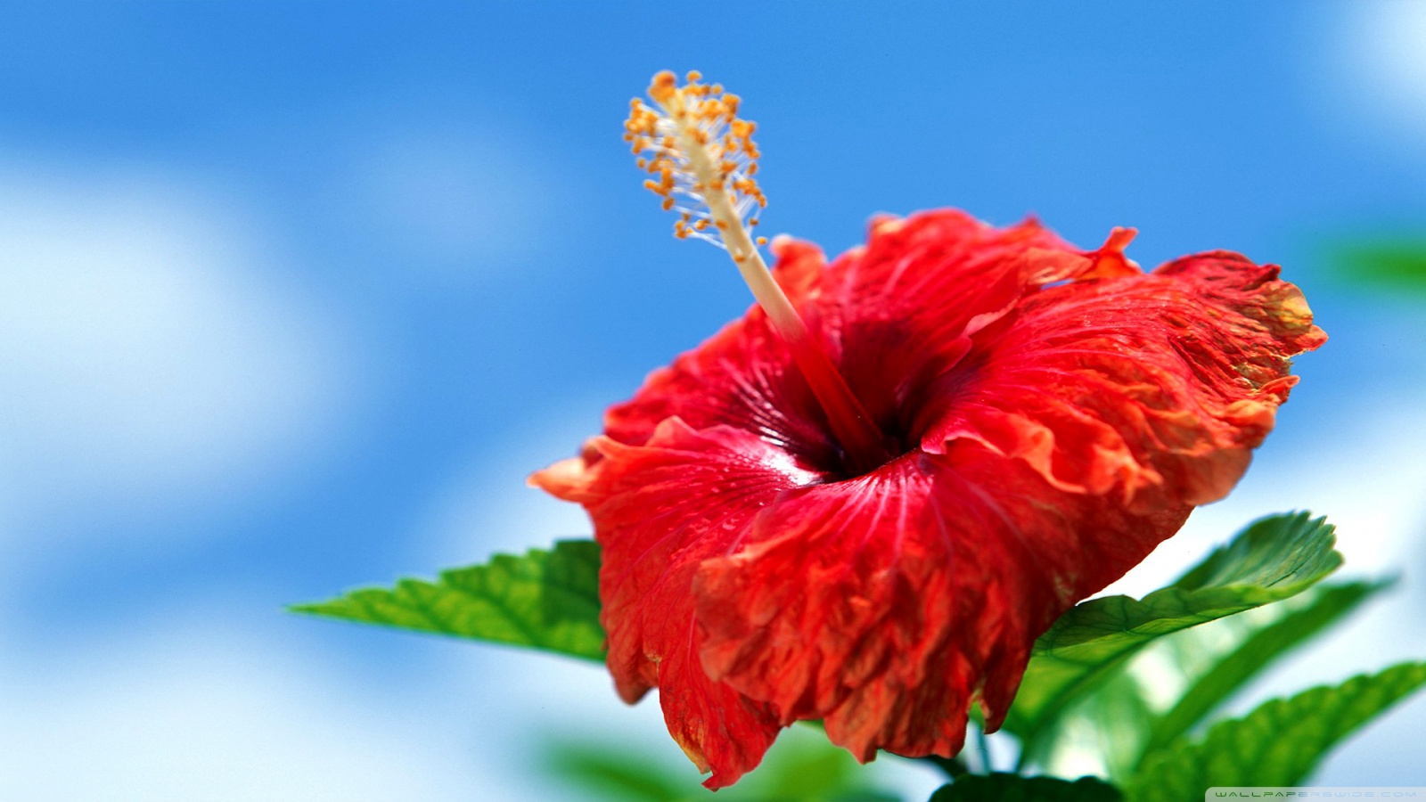 Hibiscus Flower 4k HD Desktop Wallpaper For Ultra Tv