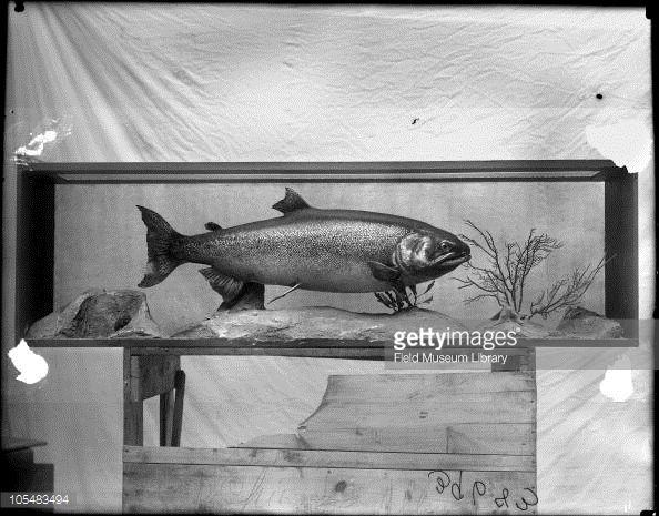 Title Chinook Salmon Fish Model Caption Oncorhynchus