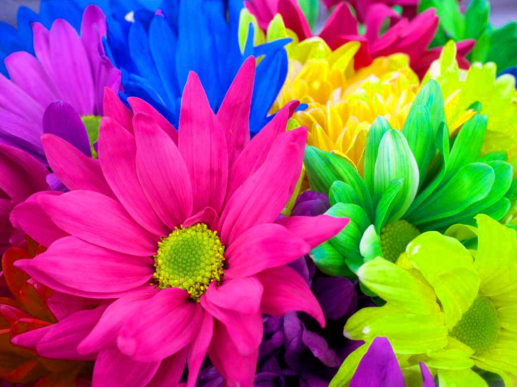 Flowers For Flower Lovers Wallpaper Colourful
