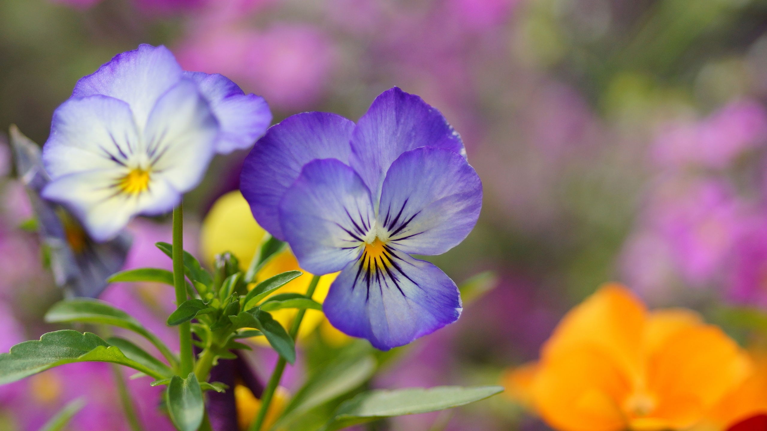 Pansies Wallpaper