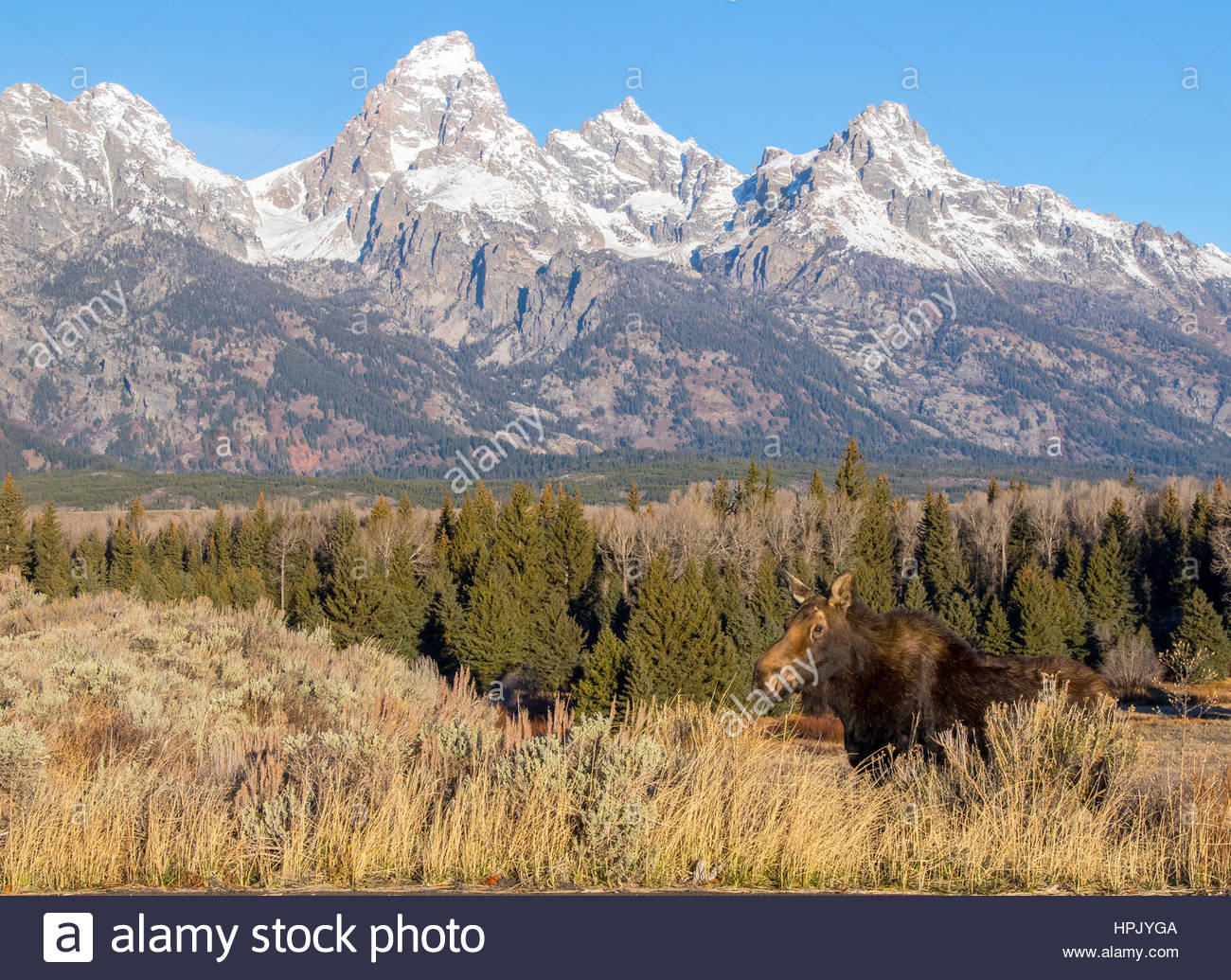 Cow Moose In Sagebrush Meadow With Tetons The Background Stock