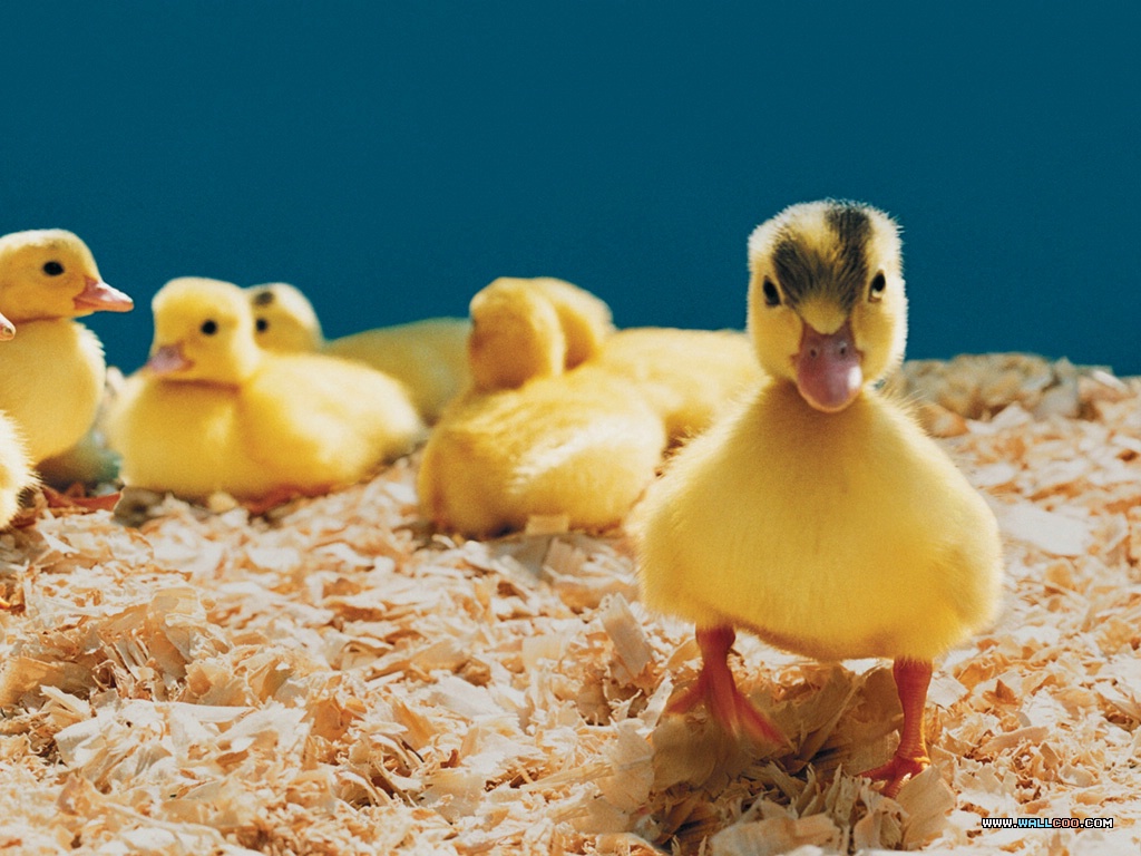 Baby Chicks And Ducks No Desktop Wallpaper Wallcoo