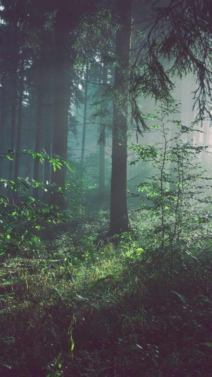 Mina Nordby On Phone Background Forest Wallpaper