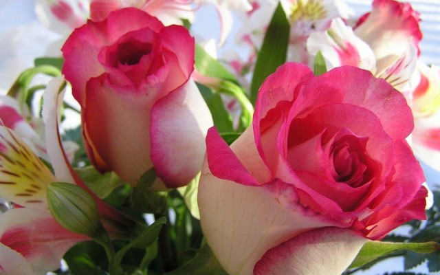 HD Rose Wallpaper For Pc