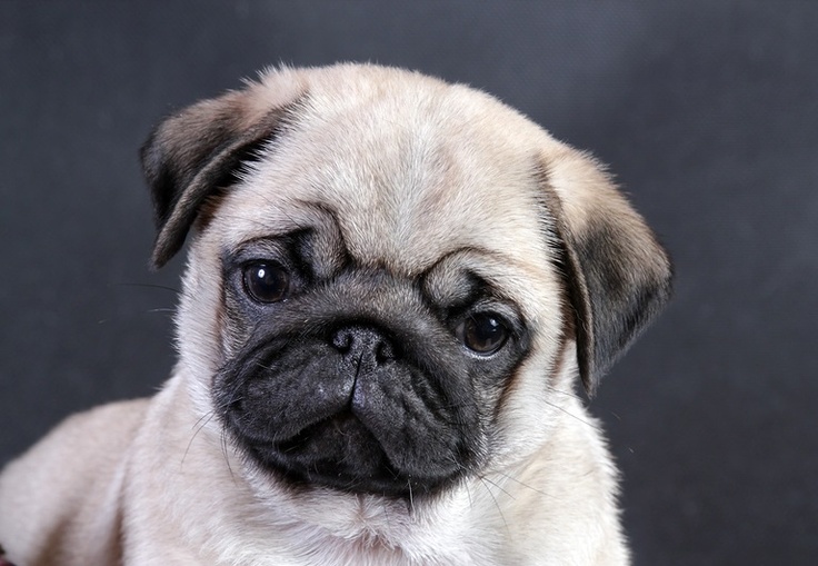 Cute Pug Puppies Pugs Dogs Dog Adorable