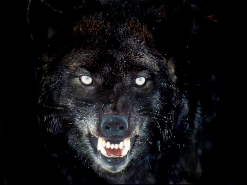 Black Wolf HD Image Dark In Winter