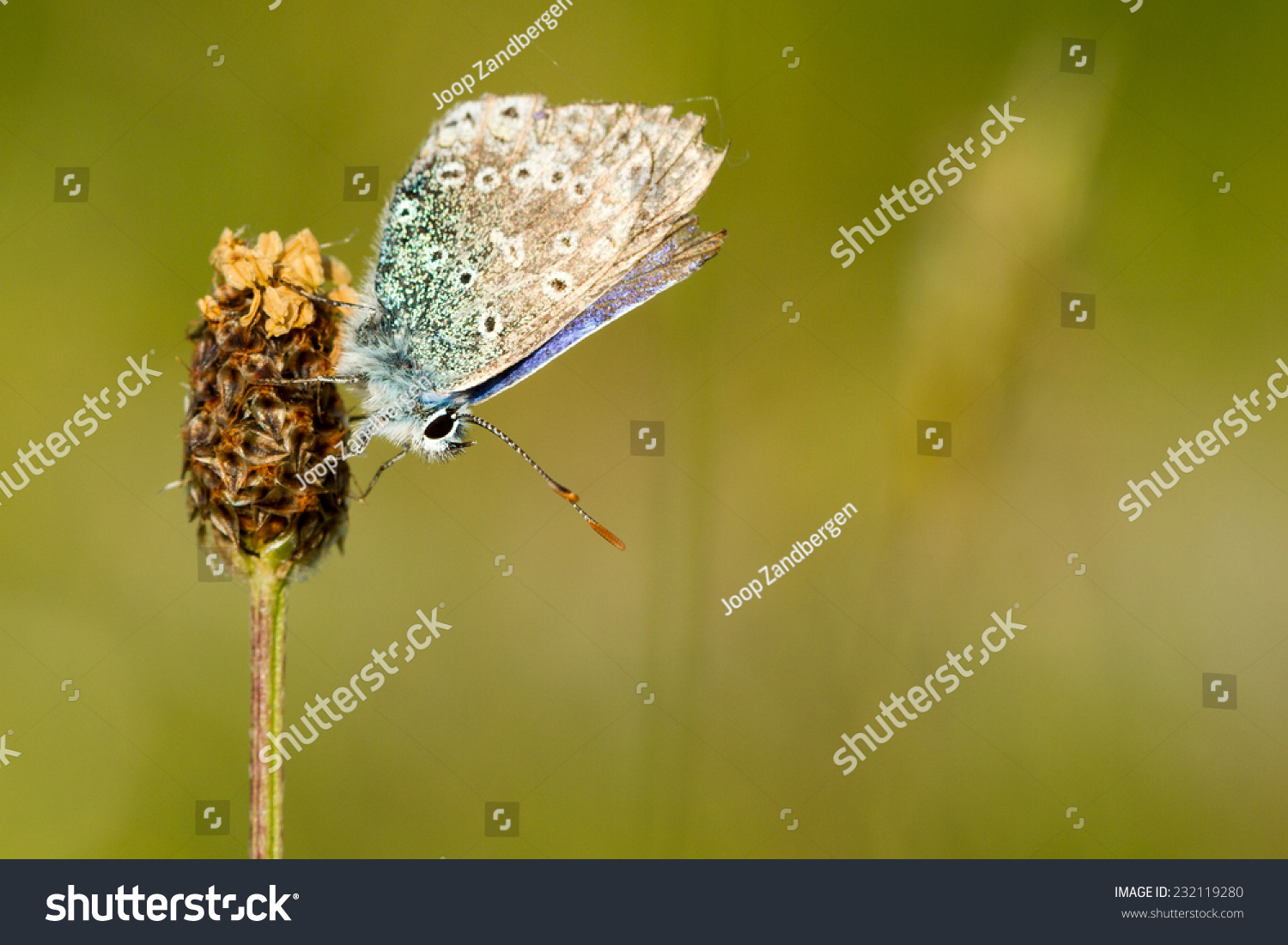 Argus Butterfly Polyommatus Icarus On Flower Stock Photo Edit Now