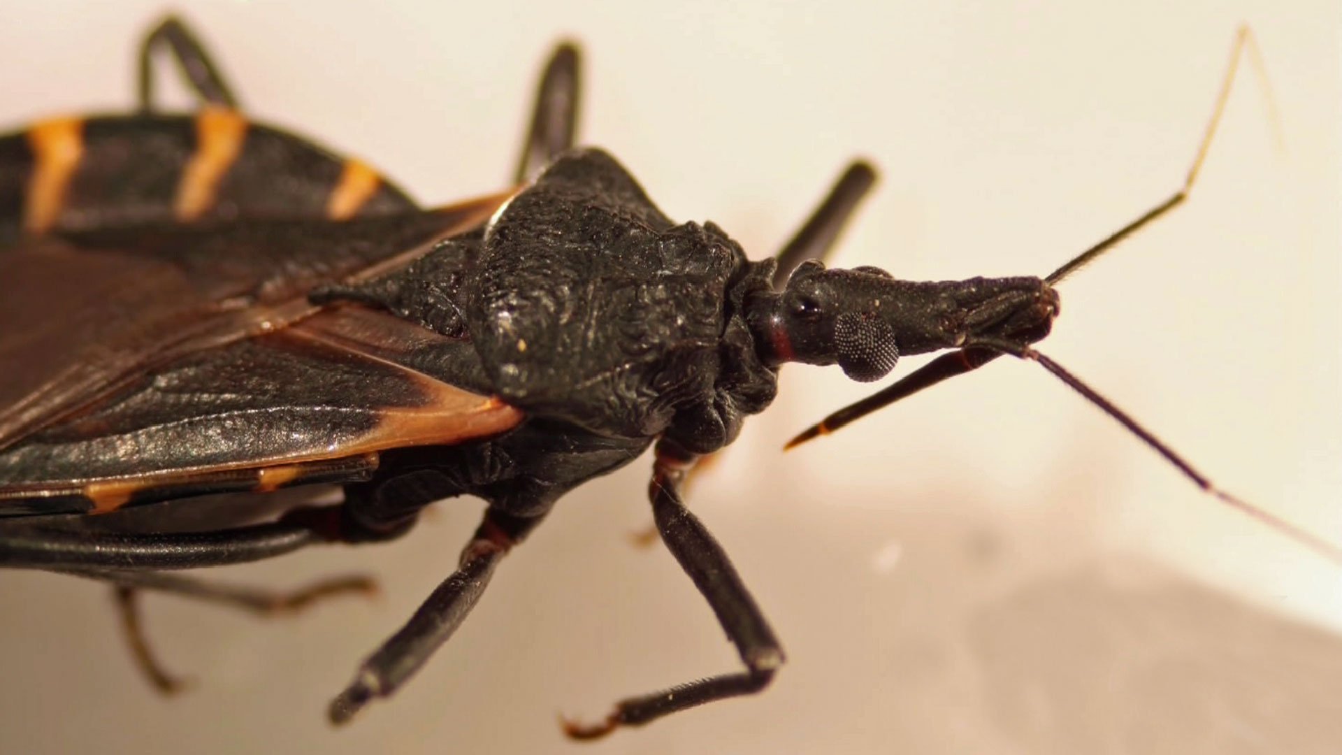 Hidden Threat The Kissing Bug and Chagas Disease   Fort Worth