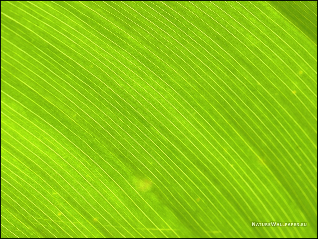Wallpaper Green Leaf Structure Background