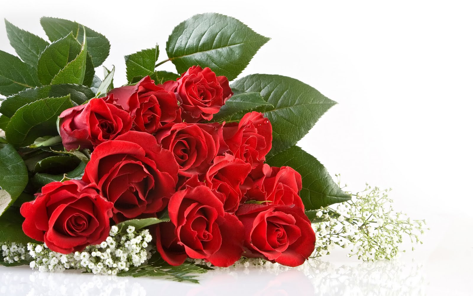 Beautiful Rose HD Wallpaper Flowers