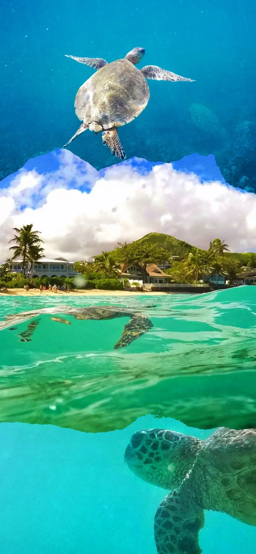 🔥 Free download Hawaiian Green Sea Turtle Honu at Lanikai Oahu ...