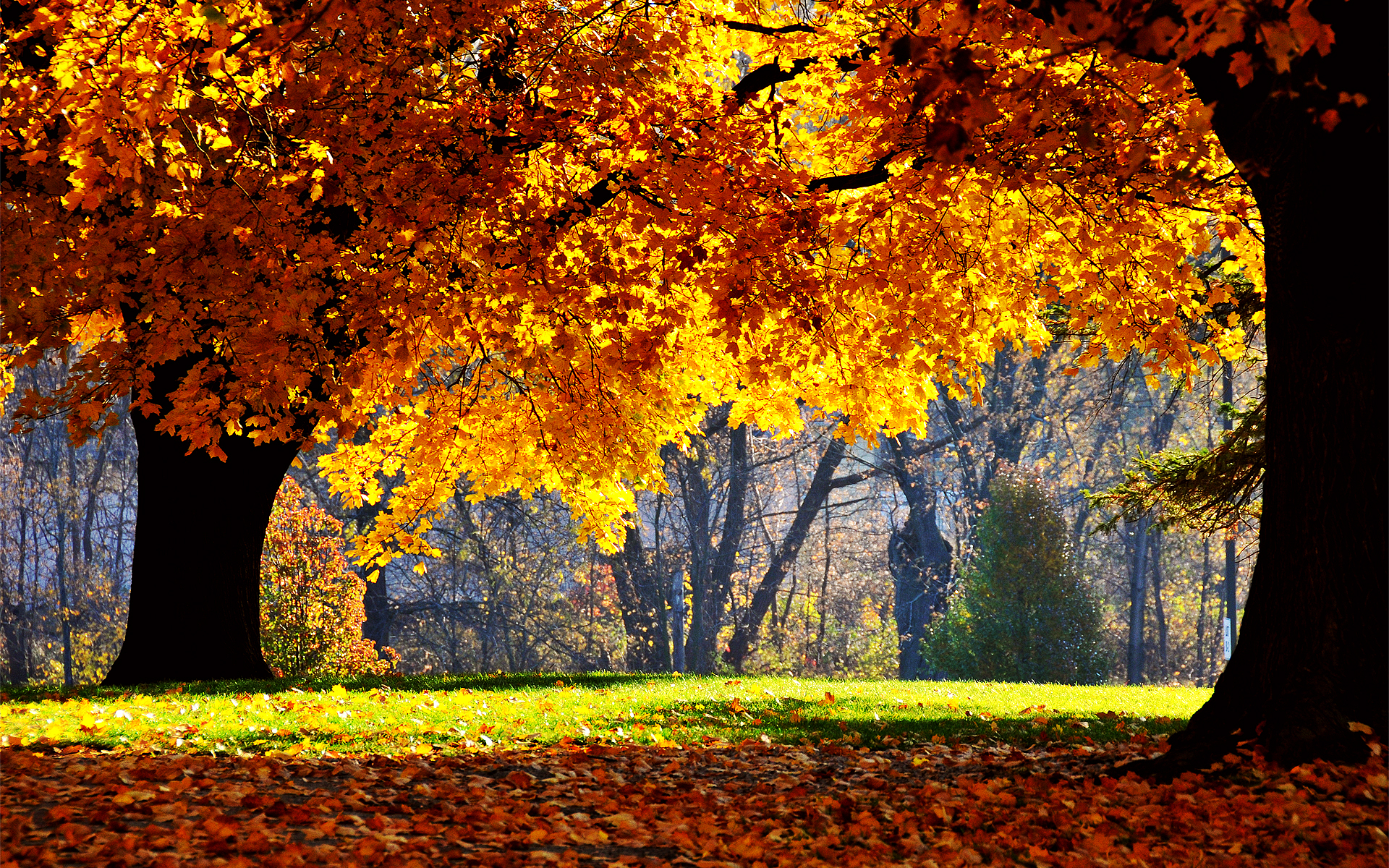 Fall Desktop Background Wallpaper