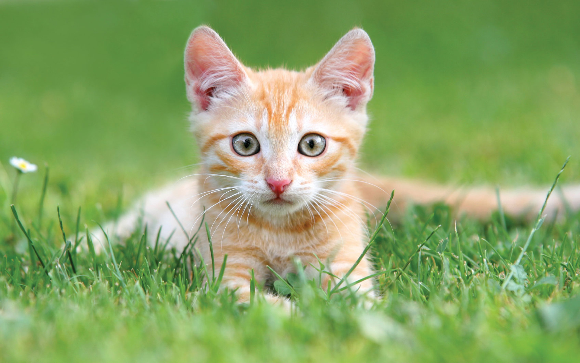 National Adopt A Cat Month Puter Desktop Wallpaper