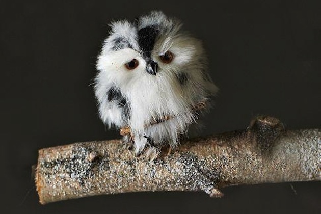 Cute Baby Owls