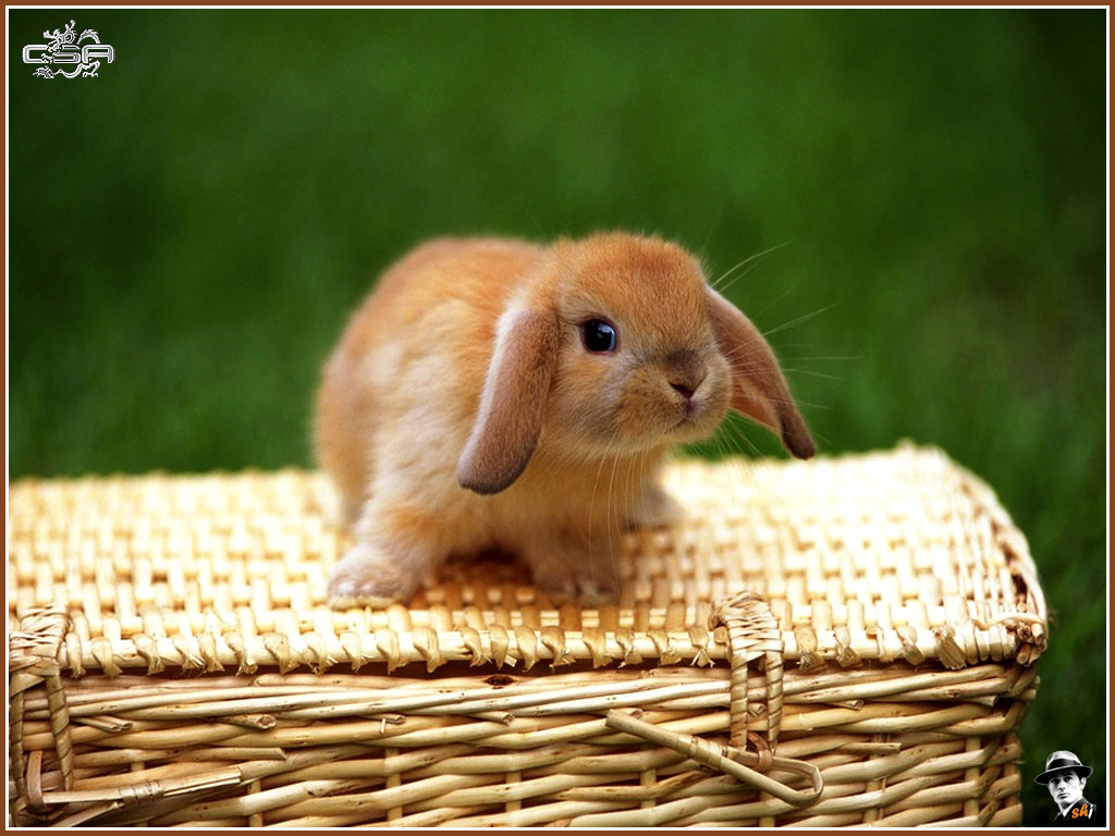 Baby Bunny Image HD Wallpaper And Background Photos