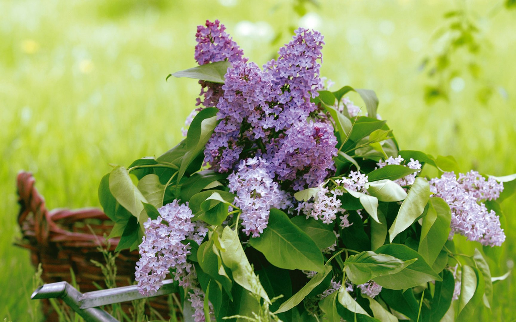 Flowers Wallpaper Spring Lilac