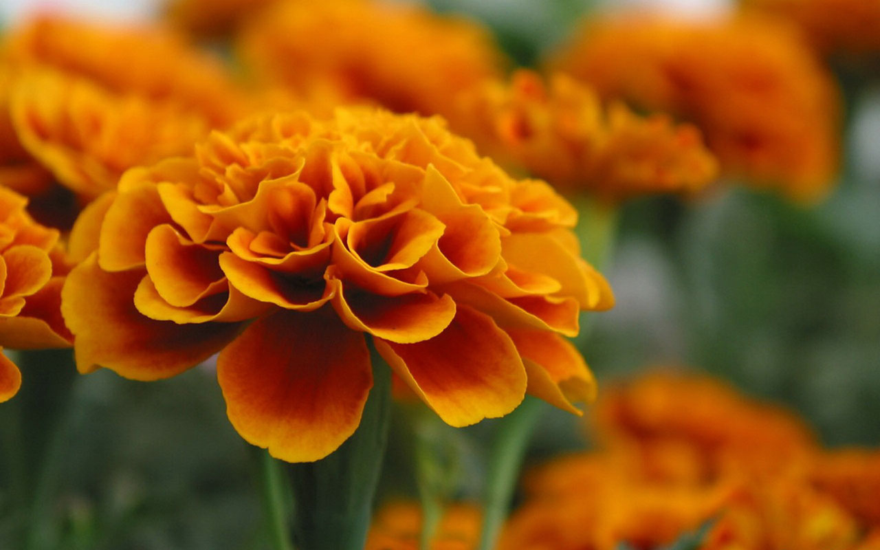 Marigold Wallpaper And Background Image