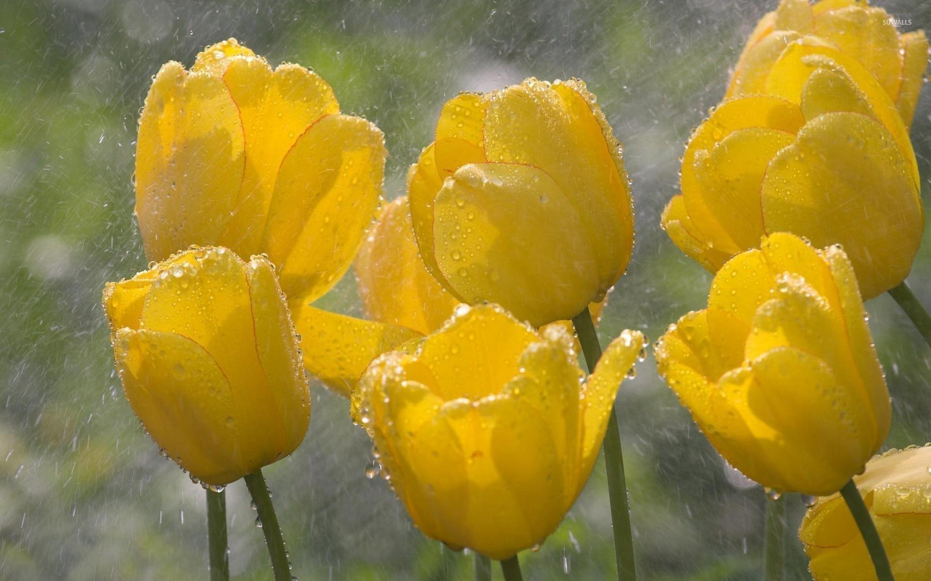Yellow Tulips On A Rainy Day Wallpaper Flower